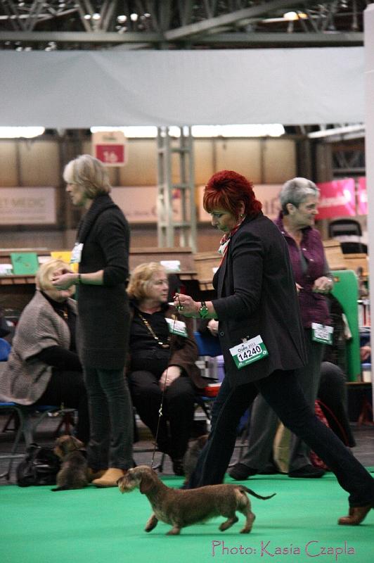 Crufts2011_2 1481.jpg